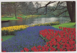 Lisse-Keukenhof-uncirculated,perfect Condition - Lisse