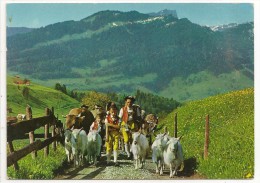 Suisse - Montée à L'alpage - Alpaufzug - Ed. Deriaz Baulmes N° 12636 - 1968 - Riaz