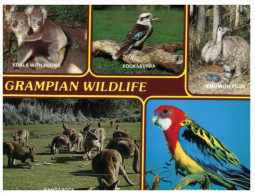 (950) Australia - VIC - Grampian Wildlife - Grampians