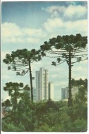 Brazil, Brasil, CURITIBA, Vista Parcial Com Pinheiros, 1967 Used Postcard [14127] - Curitiba