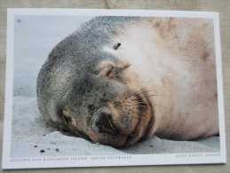 Australia -Seelöwe Auf Kangaroo Island SA - Seal - Sea Lion   German Postcard  Photo Daniel Zupanc    D120899 - Kangaroo Islands