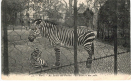 CHEVAL ... HORSE ... ZEBRE ET SON PETIT ... PARIS JARDIN DES PLANTES - Zebras