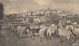 PACA - 06 - ALPES MARITIMES -BIOT - Vue Générale Avec Troupeau De Moutons - Biot