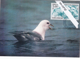 Animaux Oiseaux, Carte Maximum T A A F, Fulmar Antarctique, Yvert 115 - Mouettes