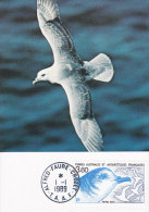 Animaux Oiseaux, Carte Maximum T A A F, Petrel Bleu, Yvert 142 - Mouettes
