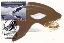 9006- KILLER WHALE, ORCA, MAXIMUM CARD, 1993, ROMANIA - Baleines