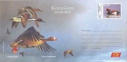542FM- BIRDS, LESSER WHITE FRONTED GOOSE, COVER STATIONERY, 2007, ROMANIA - Geese