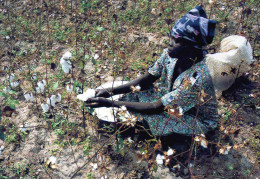 CPM   Tchad  Récolte Du Coton - Tschad