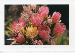 Protéas Famille Des Proteaceae - Afrique Du Sud - South Africa (flore) - Cactus