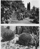 Monaco : Jardin Exotique , Lot De 3 Cpsm ( Dos  Scanés ) - Jardin Exotique