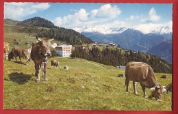 TVD-11  Riederalp, Alpage à 1930 M. Troupeau De Vaches Kuhe. Non Circulé, Suter - Riederalp