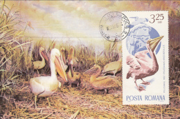 PELICANS, BIRD, CM, MAXICARD, CARTES MAXIMUM, 1986, ROMANIA - Pélicans