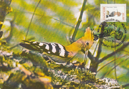 10521- BIRDS, HOOPOE, MAXIMUM CARD, 1996, MOLDOVA - Spechten En Klimvogels