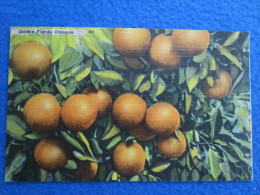 Golden Florida Oranges 104 - West Palm Beach