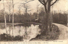 91 - Forêt De Sénart  - La Mare De La Route Du Beau Chêne - Sénart