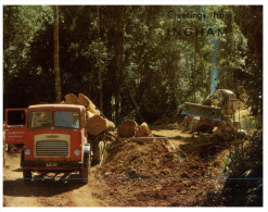 (322) Australia - QLD - Ingham And Forestry Work - Atherton Tablelands