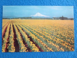 Daffodil, Tulip And Gladioli Farms Are Numerous In Western Oregon And Hothouses With Thousands Of Feet Under Glass..... - Otros & Sin Clasificación