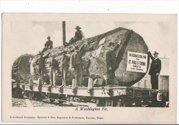 A Washington Fir From St Paul & Tacoma Lumber Co / Train Bucheron, Travail Du Bois/ - Tacoma
