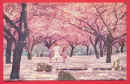 159955 / BROOKKLYN - Double-flowered Oriental Cherry Trees (variety Kwanzan), Brooklyn Botanic Garden, New York - Brooklyn