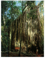 (345) Australia - QLD - Curtain Fig Trees - Atherton Tablelands