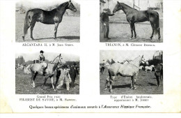CPA( Hippisme B 2) Quelques Beaux Specimens Assurés A L Assurance Hippique Française (petit Defaut) - Paardensport