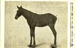 CPA( Hippisme B 2)( PUISSANT    Poulain Pur Sang Par Brabazon A Truite Né Le 10 Avril 1908 - Paardensport