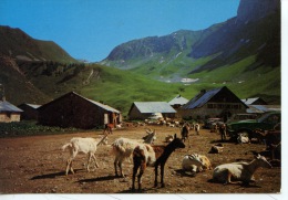 Vacheresse : Chalets De Bise (n°717 éd Cellard) Troupeau De Chèvres (chèvre) - Vacheresse