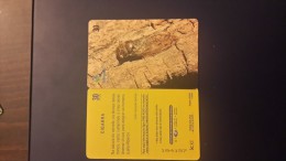 Brasil-CIGARRA-(telegias)-used Card - Lieveheersbeestjes