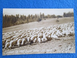Sheep In The Blue Mts. Oregon - Otros & Sin Clasificación