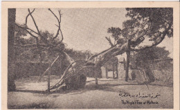 Matarieh - The Virgins Tree - Matareya