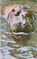 Hippopotamus - Hippopotamus Amphibius - Zoo - 1973 - Russia USSR - Unused - Hippopotames