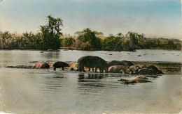 Animaux - Hippopotame - Faune Africaine - Hippopotames Au Bain - Semi Moderne Petit Format - état - Hippopotames