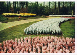 Lisse Keukenhof - Lisse