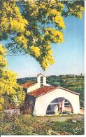 13258. CHAPELLE A BIOT ET MIMOSAS EN FLEURS. - Biot