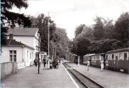 Bad Doberan Heiligendamm - S/w Bahnhof Mit Bäderbahn   Molli - Bad Doberan