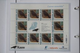Persoonlijk Zegel Thema Birds Vogels Oiseaux Pájaro Sheet KAUW Jackdaw 2011-2014 Nederland - Nuevos