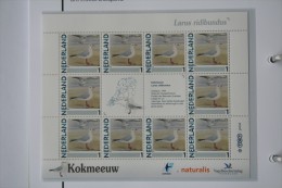 Persoonlijk Zegel Thema Birds Vogels Oiseaux Pájaro Sheet KOKMEEUW BLACK-HEADED GULL 2011-2014 Nederland - Nuevos