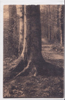 Ligue Des Amis De La Forêt De Soignes - Hêtres (enfants Noyés) - Watermael-Boitsfort - Watermaal-Bosvoorde