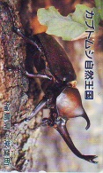 BUG - Punaise -  Kever - Insect (127) - Autres & Non Classés