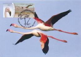 ISRAEL (2010) - Carte Maximum Card - ATM AMIEL - Phoenicopterus Ruber / American Flamingo / Flamant Caraïbes - Tarjetas – Máxima