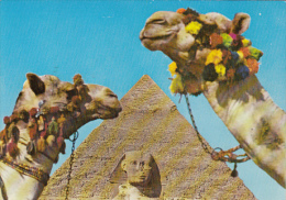 16911- GIZEH- THE SPHINX, KHAFRE PYRAMID, CAMEL - Gizeh