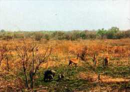 Republique  Centrafricaine La Savane De La Gonda - Zentralafrik. Republik