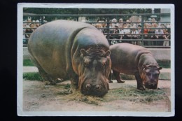 USSR Old Postcard  - Hippo   - 1963 - Hippopotames