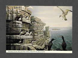 CAPE BRETON - NOVA SCOTIA - SEA BIRD NESTING COLONY HERFORD AND CIBOUX ISLAND - PHOTO NOVA SCOTIA MUSEUM HALIFAX - Cape Breton