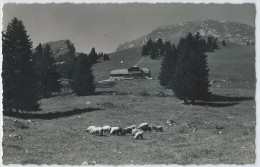 Les Sciernes D´Albeuve, Chalet De La Théraulaz, Dent De Lys, Moutons - Albeuve