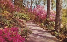 Bellingrath Gardens Mobile Alabama - Mobile