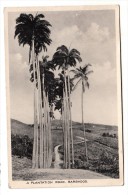 Barbades - A Plantation Road. Barbados - Barbados