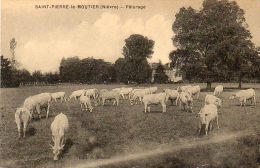 CPA - SAINT-PIERRE-le-MOUTIER (58) - Aspect Des Pâturage Aux Abords Du Bourg - Saint Pierre Le Moutier