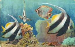 MONACO,   AQUARIUM - Ozeanographisches Museum