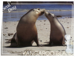 (PH 200) Australia - SA - Kangaroo Island - Seals - Kangaroo Islands